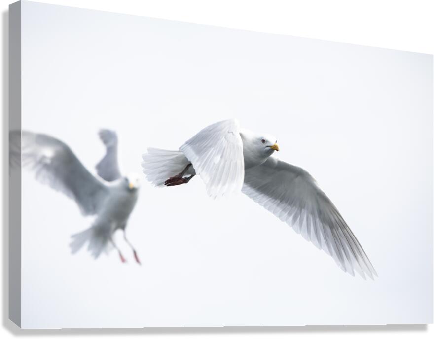 Gulls  Canvas Print