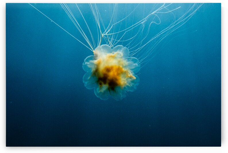 Lions Mane Jellyfish by Richard Mardens