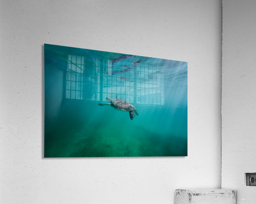 Swimming in wonderland Acrylic Print