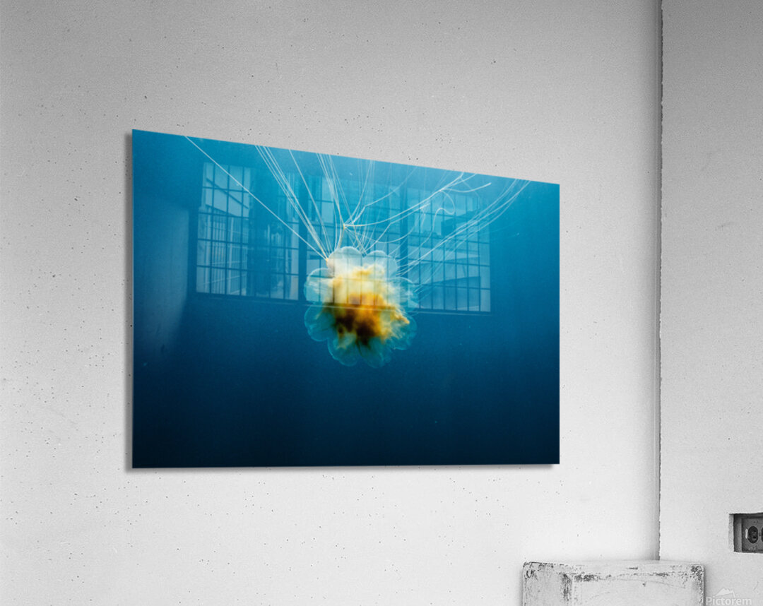 Lions Mane Jellyfish  Acrylic Print 