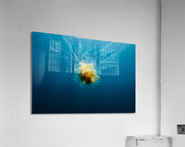 Lions Mane Jellyfish  Acrylic Print
