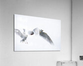 Gulls  Acrylic Print