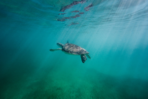 Swimming in wonderland