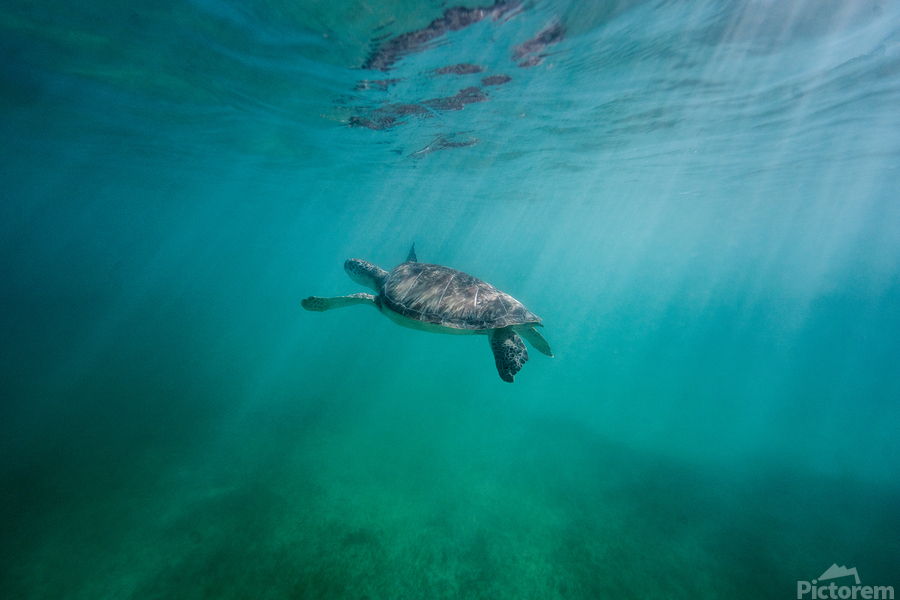 Swimming in wonderland  Print