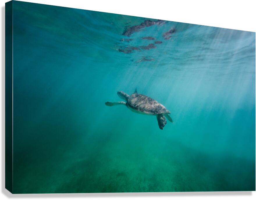 Swimming in wonderland Canvas Print