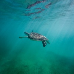 Swimming in wonderland