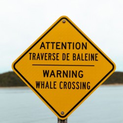 Whale crossing