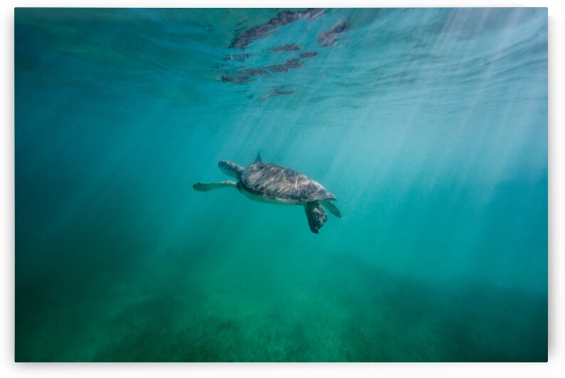 Swimming in wonderland by Richard Mardens