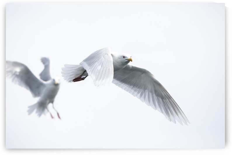 Gulls by Richard Mardens