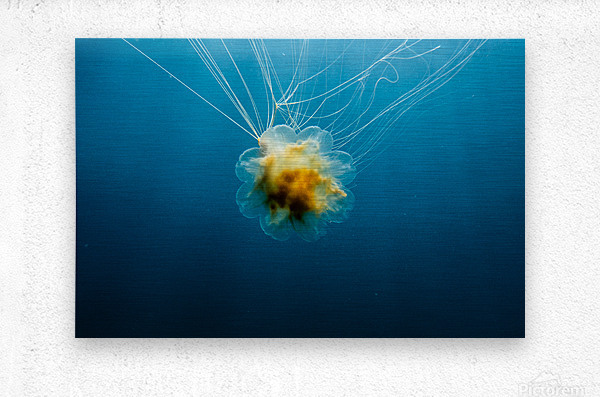 Lions Mane Jellyfish  Metal print