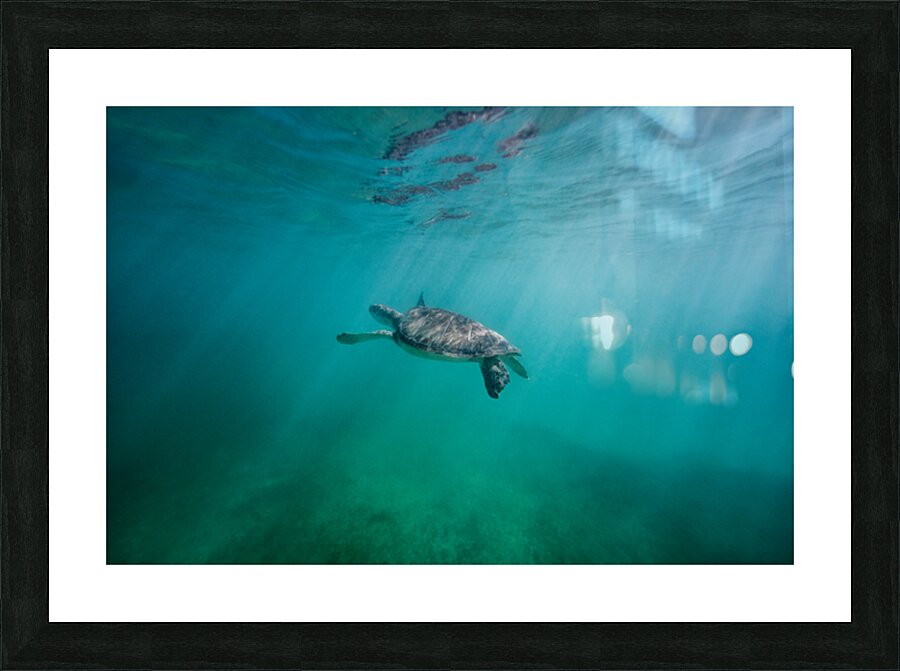 Swimming in wonderland Picture Frame print