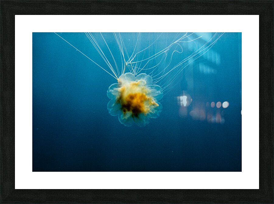 Lions Mane Jellyfish Picture Frame print