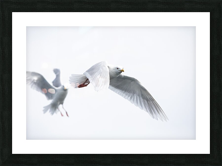 Gulls  Framed Print Print