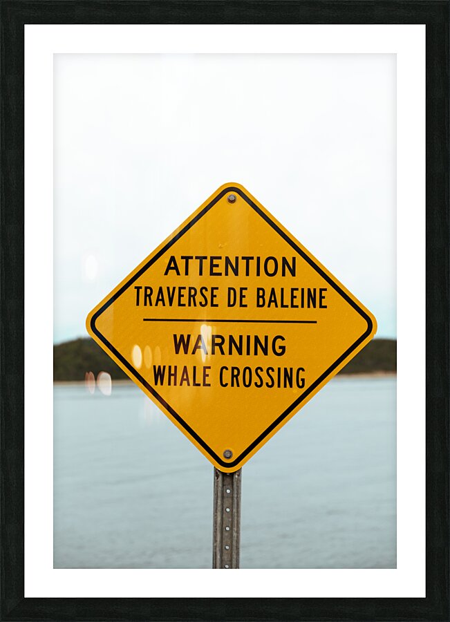Whale crossing Frame print