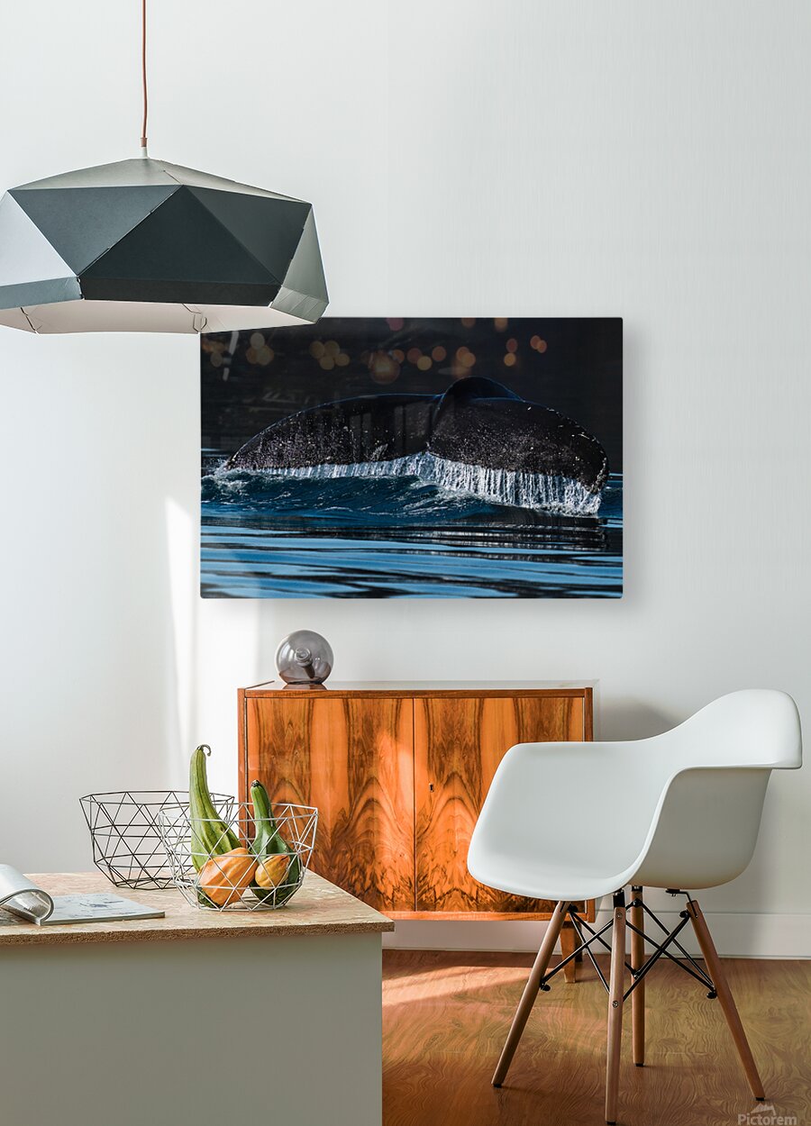 Humpback  HD Metal print with Floating Frame on Back