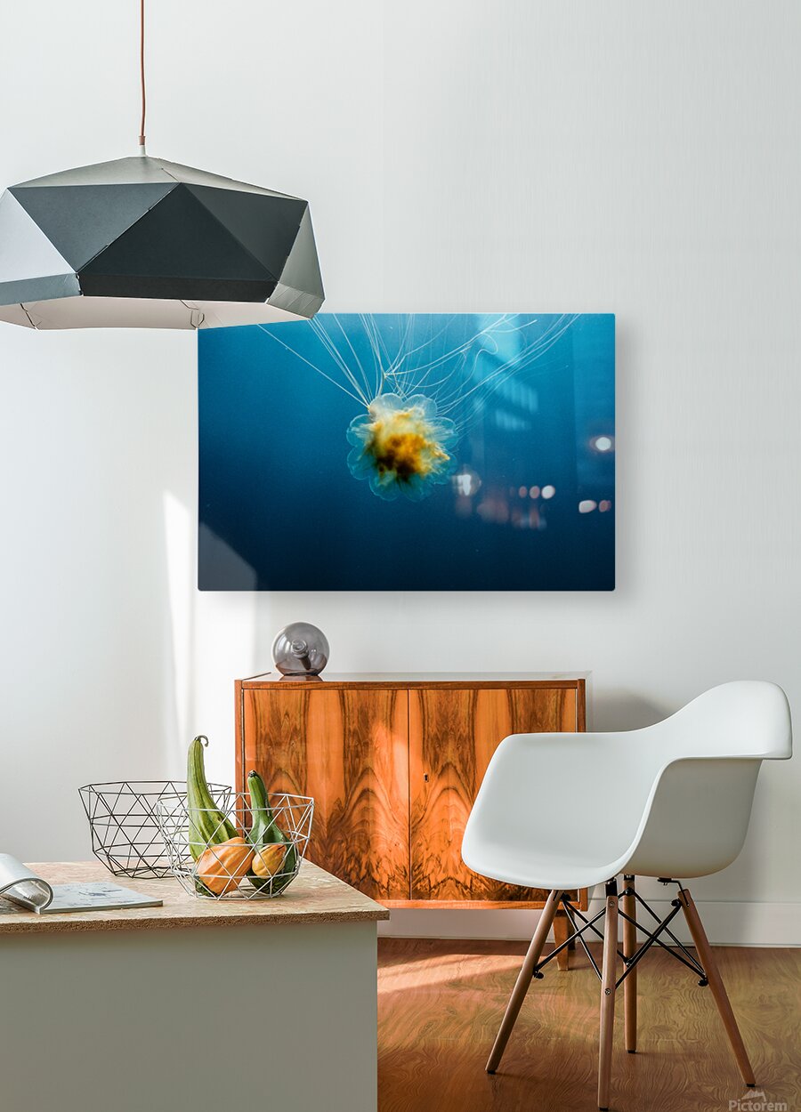 Lions Mane Jellyfish  HD Metal print with Floating Frame on Back