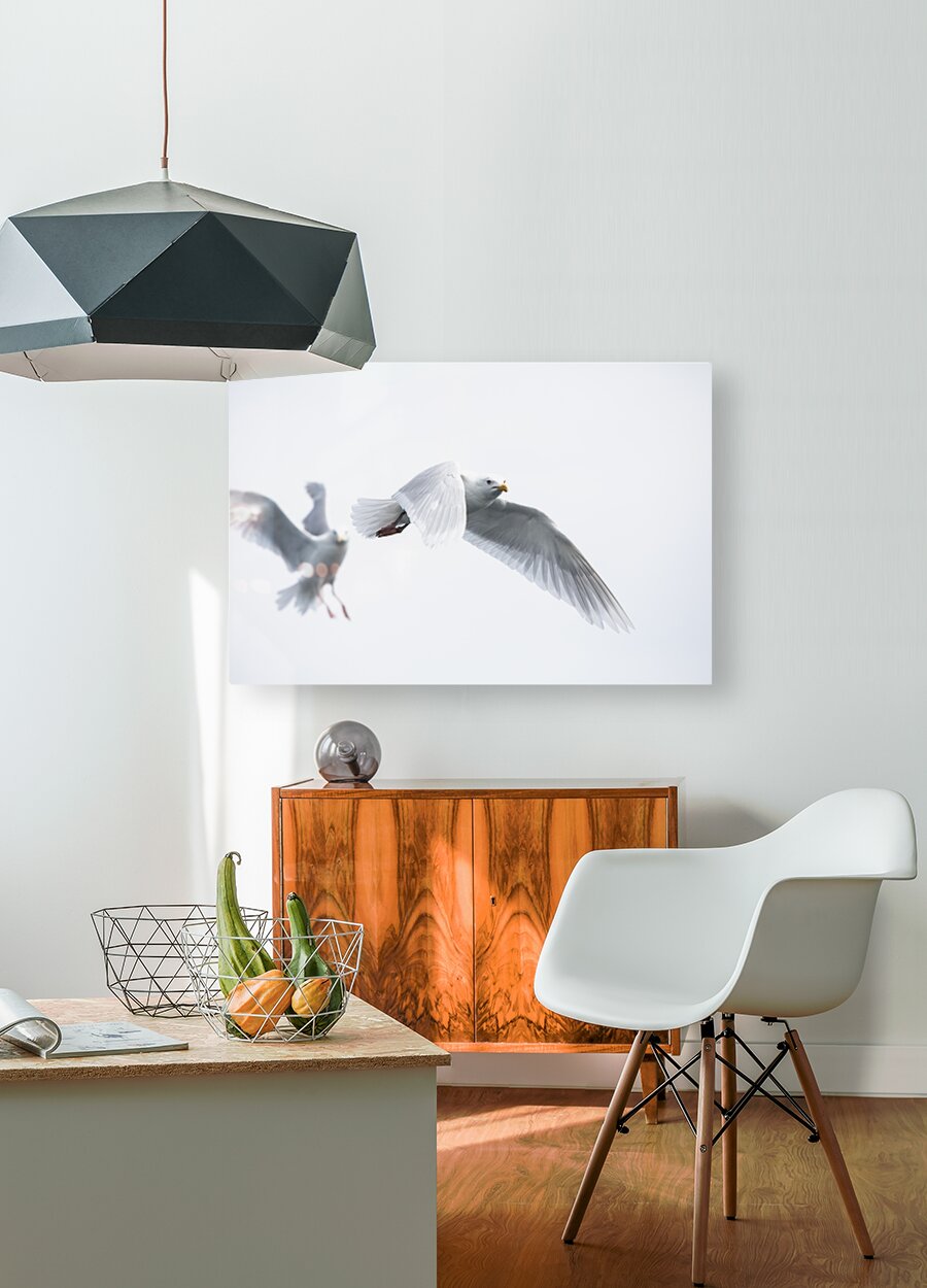 Gulls  HD Metal print with Floating Frame on Back