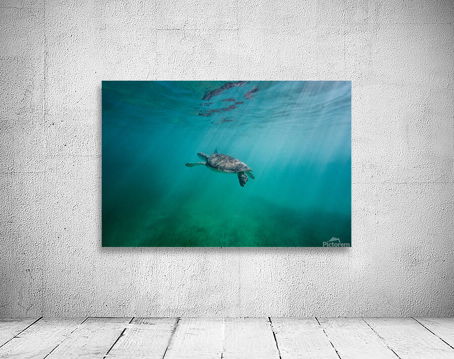 Swimming in wonderland Wall Preview