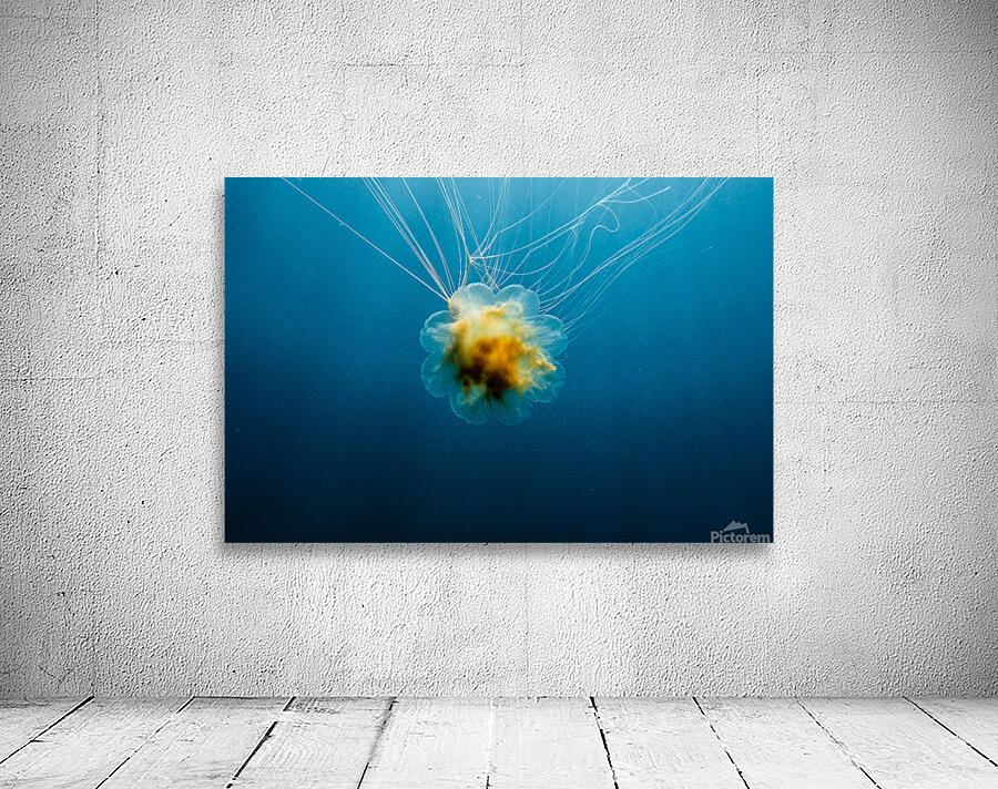 Lions Mane Jellyfish by Richard Mardens
