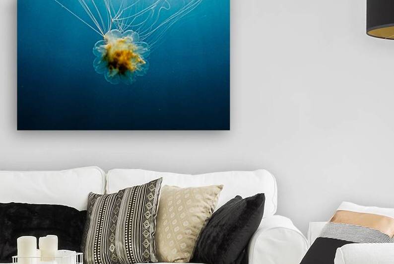 Lions Mane Jellyfish by Richard Mardens