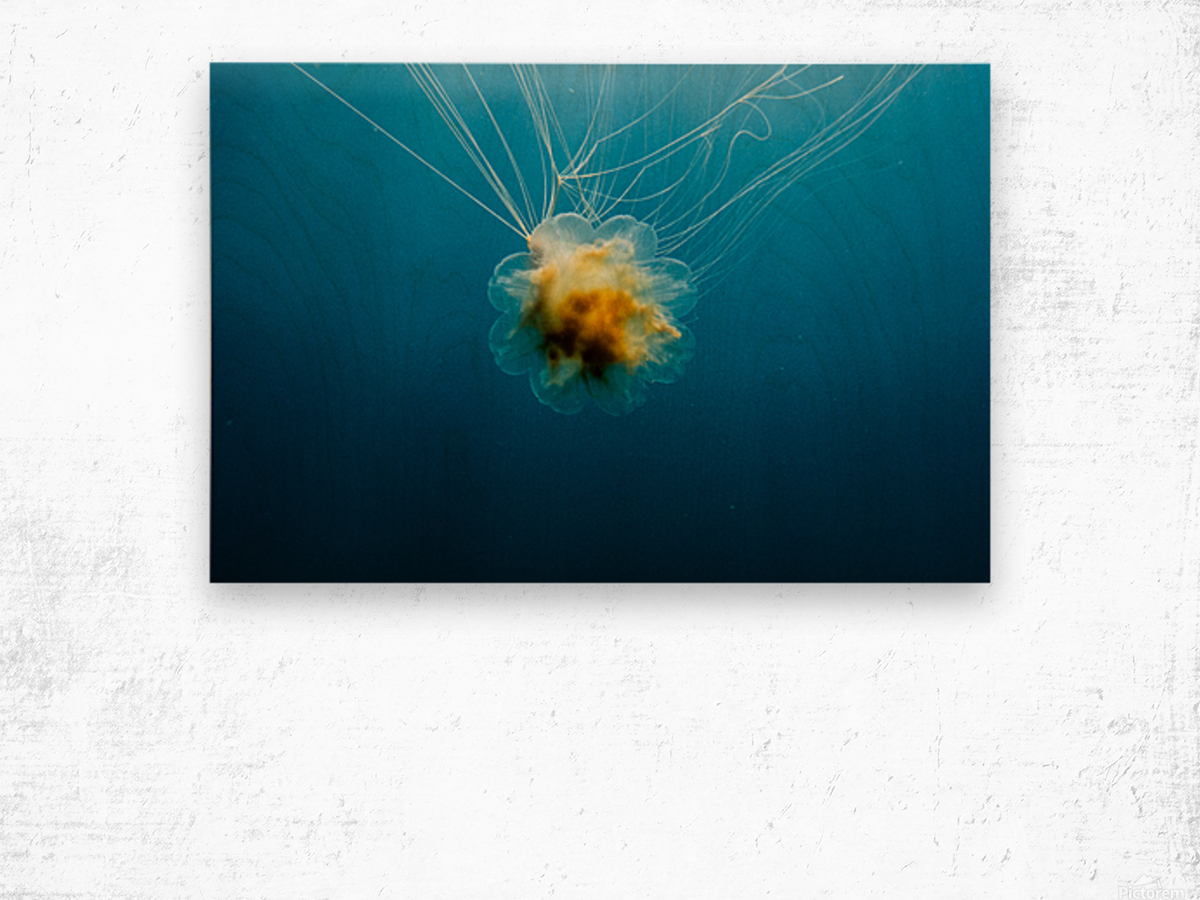 Lions Mane Jellyfish Wood print